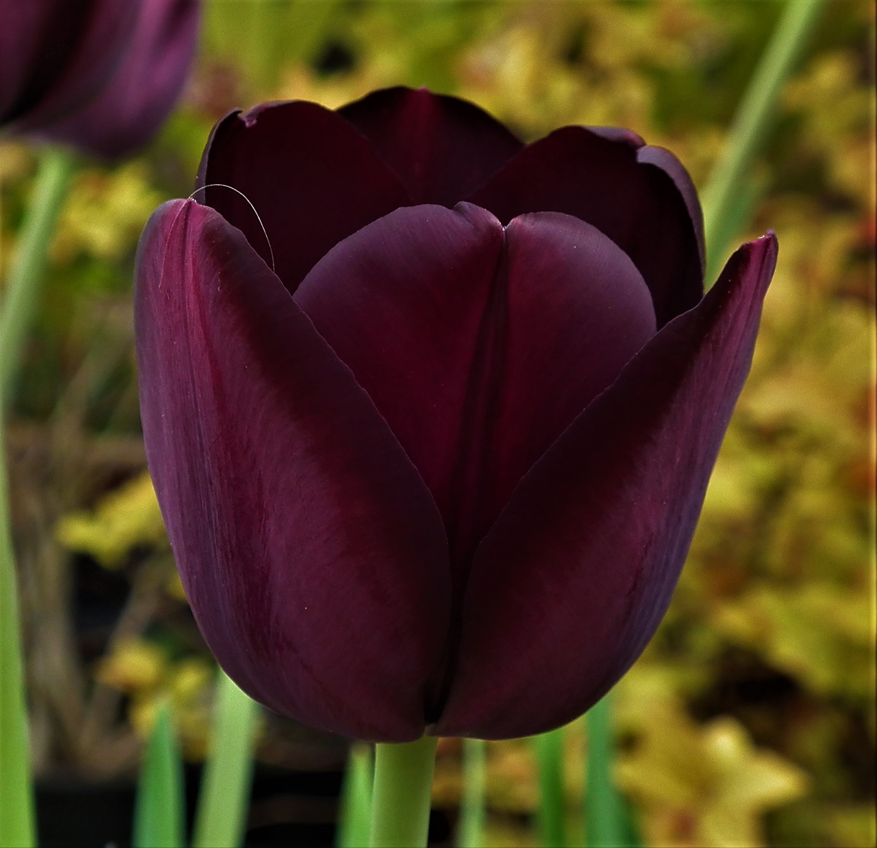 Tulip Queen Of Night